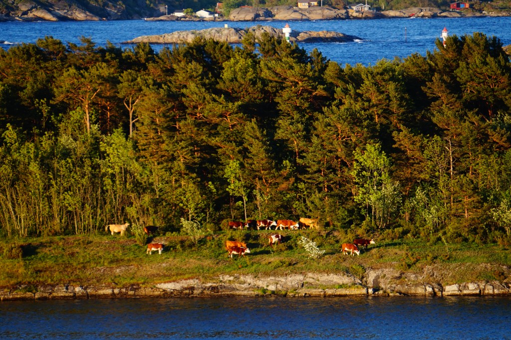 Kyr i kveldssol på Langøya